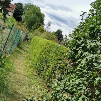 An image named /_app/immutable/assets/SectionImage_Gartenarbeit1.DiFwIyUA.jpg