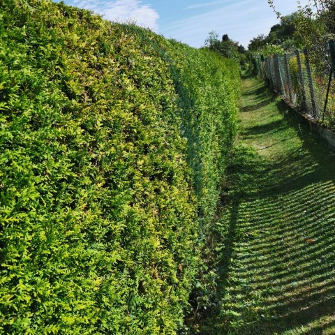 An image named /_app/immutable/assets/Teaser_Gartenarbeit.E5Fd2zN5.jpg